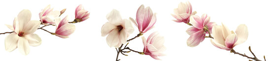 Plat ontwerp Visuall P104 magnolia