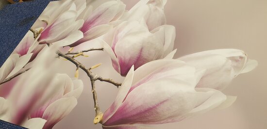 Op de inspectietafel: Premium-mat uitvoering Visuall P571 Flowering magnolia tree