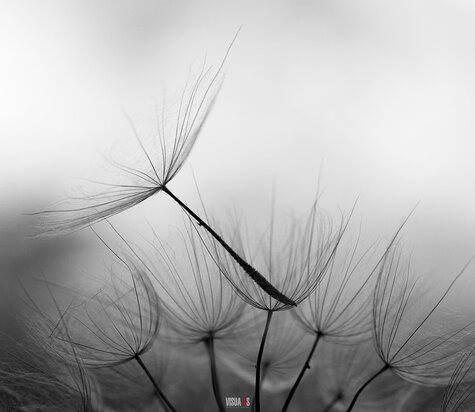 Kookplaatbeschermer type: KB393 Dandelion