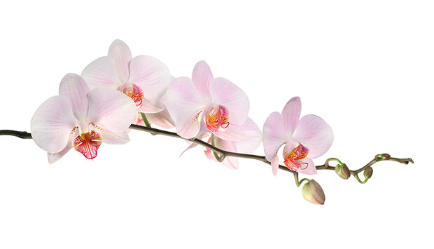 Plat ontwerp Visuall P186 Pink orchid