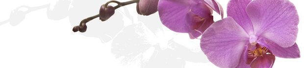 Plat ontwerp P43 Roze orchidee