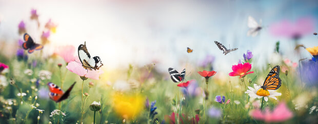 Plat ontwerp Visuall P514 Butterfly Meadow