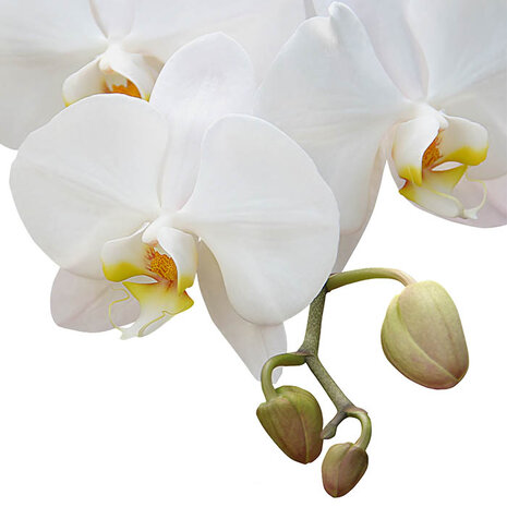 Plat ontwerp Visuall  P144 Orchidee op basic white