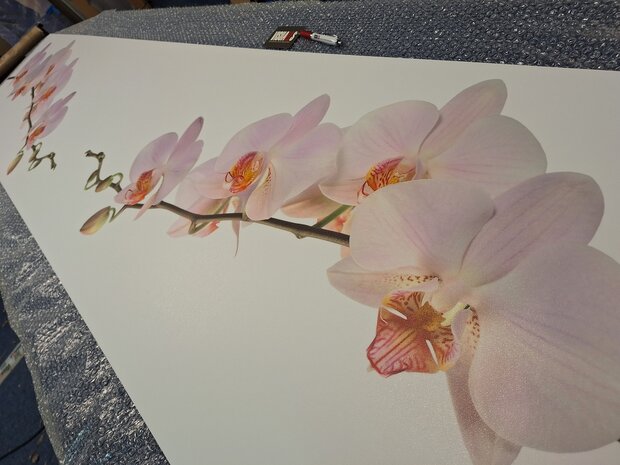 Premium-mat uitvoering P186 Pink orchid