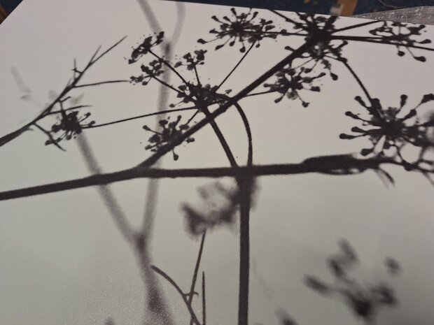 Premium-mat uitvoering Visuall P702 Hogweed Silhouette