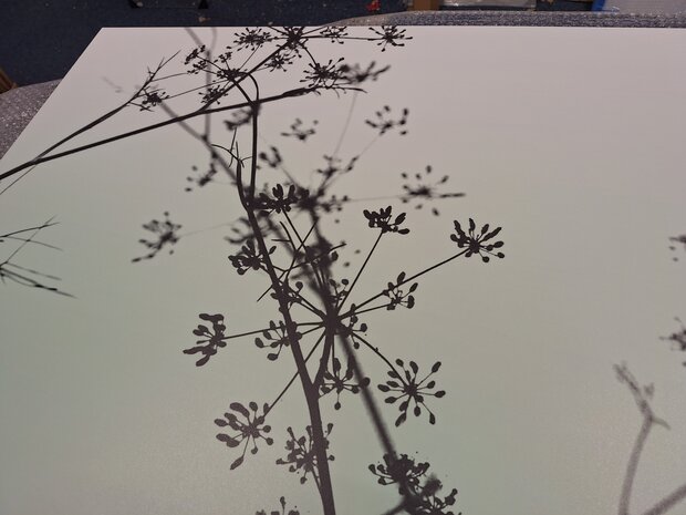 Premium-mat uitvoering Visuall P702 Hogweed Silhouette