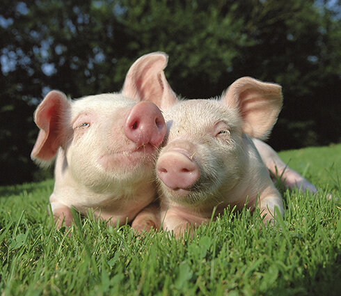 Kookplaatbeschermer 60cm breed type: KB206 Pigs