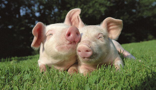 Kookplaatbeschermer 90cm breed type: KB206 Pigs