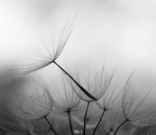 Kookplaatbeschermer type: KB393 Dandelion
