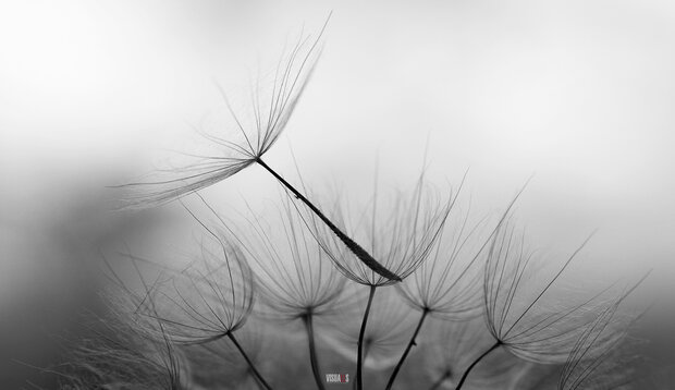 Kookplaatbeschermer type: KB393 Dandelion