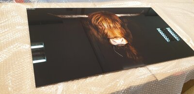 Showmodel Visuall P560 Schotse hooglander 90x50cm 